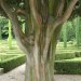 S&auml;ulen-Zypressen im Giardino dei Giusti in Verona
